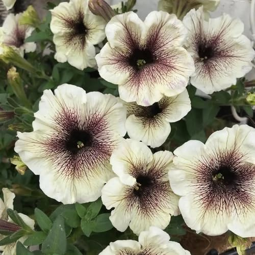 petunia semi di selvatico reale primavera giardino balcone parterre estate semi interni selvatici, 800pcs