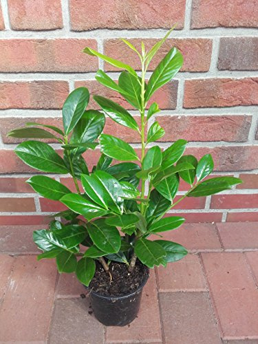 20 Kirschlorbeer Pflanzen, Prunus Novita, Höhe: 30-40 cm ab Topf