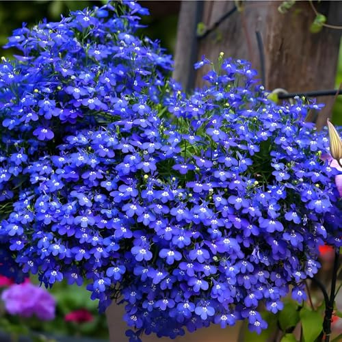 10000 Piezas de Semillas de Tomillo azul Trepador, Hierba Perenne para Cubrir Suelo, Jardín y Terraza