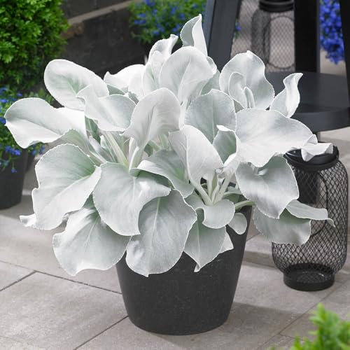 YouGarden Senecio Angel Wings, Established Plant in 9cm Pot, Striking Evergreen Perennial & Flowering Garden Plants, Angel Wings Plant, Drought Tolerant Garden Ready, Perfect for Borders