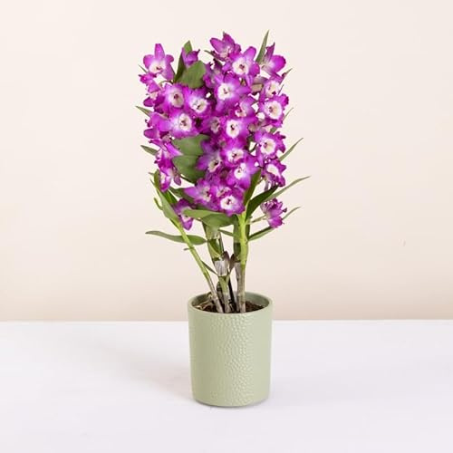 Fleurs et Délices - Orchidée Dendrobium - Plante d'intérieur - Avec cache-pot - Décoration d'intérieur - Cadeau Fleuri - Fabrication Française Artisanale de Qualité - Cadeau à Offrir