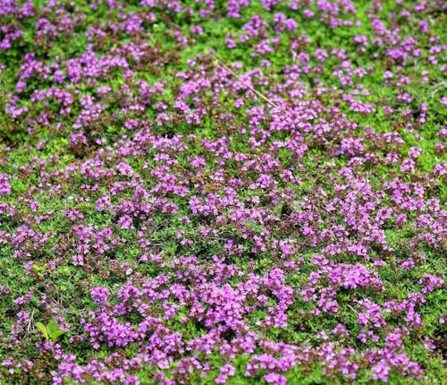 Sand-Thymian - Thymus serpyllum - 30000 Samen