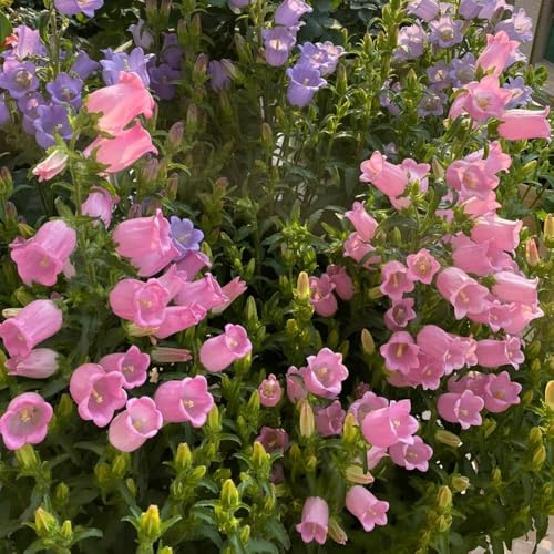 Semillas de campanilla, semillas de Campánula mediana, orgánicas, resistentes para el jardín 200pcs