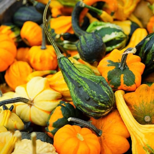 Semillas de calabaza - extraño regalos sostenibles antiguas variedades de jardín del balcón exótico calabaza ornamental balcón invernadero invierno jardín 180pcs