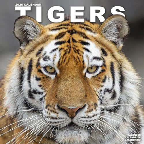 Tigers 2026 Calendar | Square Wall Calendar | Animal Gift | Plastic Free Packaging | by Avonside Publishing