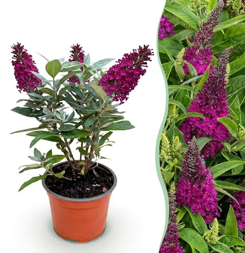 Buddleja davidii Butterfly Candy Little Ruby - Cespuglio di farfalle - Compatto - Rosso - 20-30cm - Ø12cm - Pianta da giardino