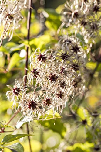 Clematis tangutica 80-100 cm - Gold-Waldrebe, gelbe Blüten, Blütezeit Juli-Oktober, ideal für Rankgerüste, bienenfreundlich, winterhart