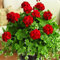 kiskick 100 Unids Semillas de Pelargonium Geranio Jardín de Flores Balcón Bonsai Maceta Planta Decoración semillas para plantar verduras y frutas Rojo Semillas de geranio