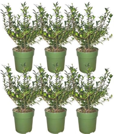 Ilex crenata 'Jenny' – 6 st