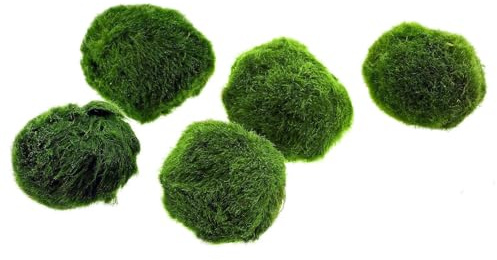 Marimo (2-3 cm) - Alga Palla Cladophora Aegagropila Muschio con Certificazione, Decorazione Naturale per Acquari, Terrari e Bomboniere - Spedizione sigillata 100% umidità (1 pezzo)
