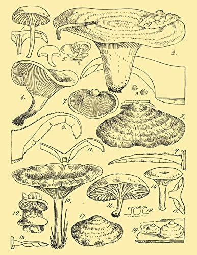 Sketchbook: Mushroom Drawing Journal 8.5 X 11 Personalized Artist Sketchbook 109 Blank Pages For Sketching Drawing and Creative Doodling, Blank Paper For Drawing Sketchbook (Handbook)