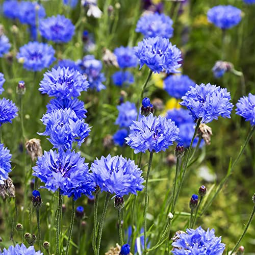 BRKENT Kornblumen Blumen Samen Mehrjährige Bodendecker Winterhart Mehrjährig Blumensamen Bienenwiese Bienenfreund Balkon Deko Pflanzen Garten Geschenk 200 Saatgut, Blau