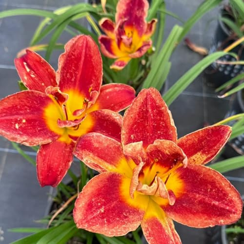 VCUYHKMB Daylilies Rizoma - Días perennes resistentes al invierno, rizoma Hemerocallis para la plantación exterior-6tubérculos-A