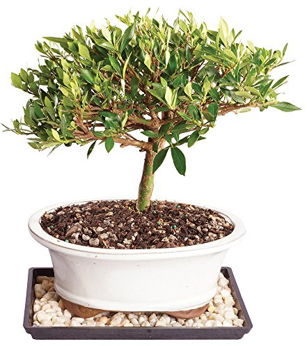 Brussel's Bonsai Live Gardenia Bonsai Tree, Outdoor Live Bonsai Tree - Small, 4 Years Old, 6 to 8 Inches Tall - Ceramic Bonsai Pot and Bonsai Humidity Tray