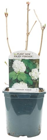 Verdecora Viburnum opulus (Bola de Nieve) en Maceta 3L | Sáuco Silvestre | Arbusto de Flor Blanca Esférica | Planta de Exterior para Jardín o Seto