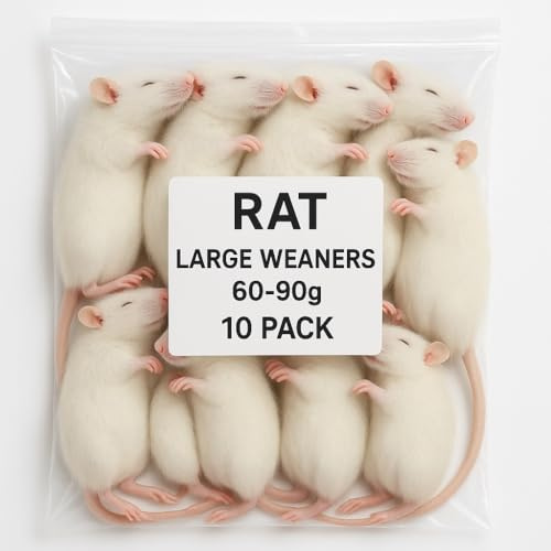 SiarFrozen™ Large Weaner Rats 60–90g – Pack of 10 | Premium Frozen Feeder Rats for Snakes, Reptiles & Birds of Prey | High-Protein Whole Prey