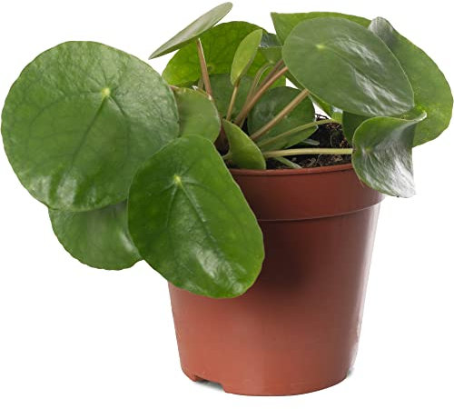 Money Plant Large Indoor House Plant Real Evergreen Tall Exotic Big Rare Plants (20-30cm (Incl. Pot))