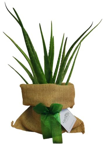 Carbeth Plants Aloe Vera Indoor Plant Gift Wrapped - Personailsed Message - Present Idea for Women, Men Friends and Loved Ones - Air Purifying Easy to Care