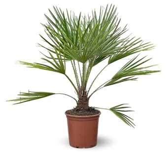 Attitude Jardin - Chamaerops Humilis - palmier nain - 70-80 cm - ⌀ 19 cm - plante d'extérieur