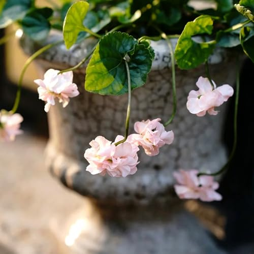 Duftveilchen balkonpflanzen frühling blumengarten frühlingsblumen gartendeko für draußen blumendeko indoor kräutergarten sommerblumen frühblüher 150samen