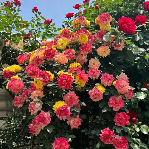 semi profumati e resistenti di rose, decorazione del balcone esotica per il giardino rampicanti, rustiche a crescita 20pcs