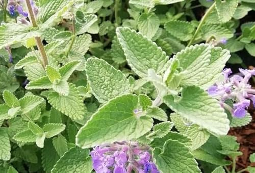 1 x Katzenminze - Nepeta faassenii - fertig gewachsen -