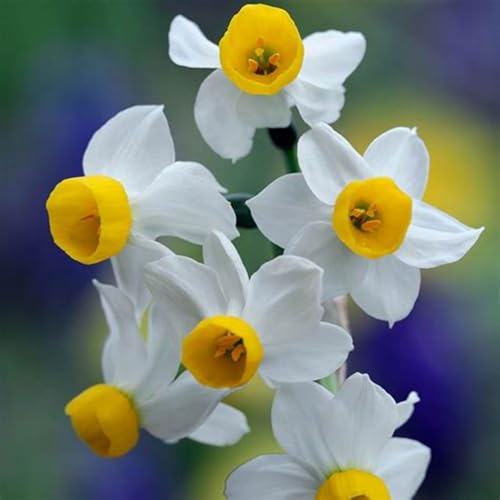 Rizomas de narciso Fragancia exquisita. perenne. Adaptable.Puro amor. Resistente al frío.-4 Rizoma-C