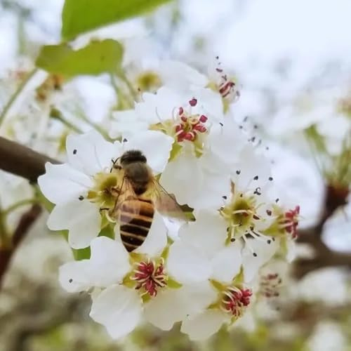 semillas de manuka, arbustos de manuka Las de jardín perennes resistentes de jardín 125pcs