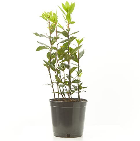Verdecora Laurel | Lauro | Arbusto culinario | Aromatizado | Ideal ingrediente de uso culinario | Planta natural de exterior (Maceta Ø15cm)