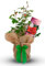 Carbeth Plants Fathers Day Rose Plant - Gardening Gifts For Men - Fantastic Wrapped Rose Gift for Fathers Day - Beautiful Dad Gardening Gifts