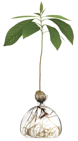 AGONIS® Aufzucht-Glas für Avocados und Kastanien | Hochwertiges Keimglas, besonderes Garten Geschenk, Aufzuchtset für Kerne, Samen, Keime