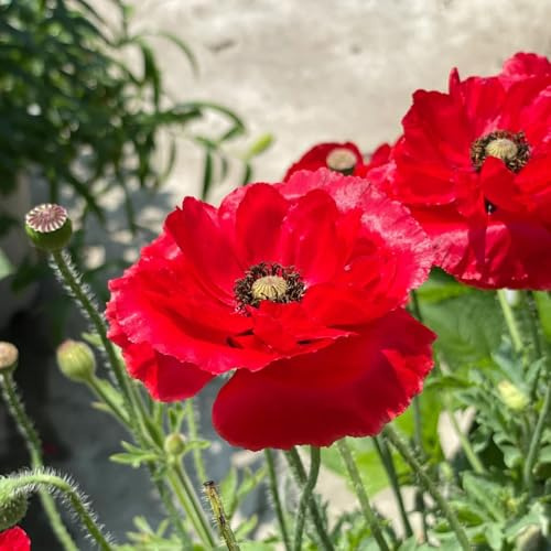 Semi di papavero - perenni resistenti Papaver rhoeas - luoghi soleggiati di campo resistenti Leda giardino sono perenni 1000pcs