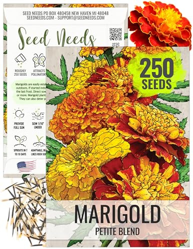 Seed Needs. Petite Marigold Seeds - Blend of 250 Heirloom Seeds for Planting Tagetes patula - Ruffled Flowers to Attract Pollinators and to Grow a Butterfly Garden (1 Pack)