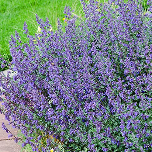 Nepeta Six Hills Giant - Blue Flowering Catmint - Perennial Outdoor Garden Plant (9cm Pot, 10-20cm)