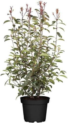 Glanzmispel Photinia fraseri Red Robin 100-125 cm winterhart immergrün