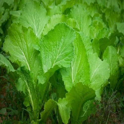 Semi di senape verde 40 pezzi
