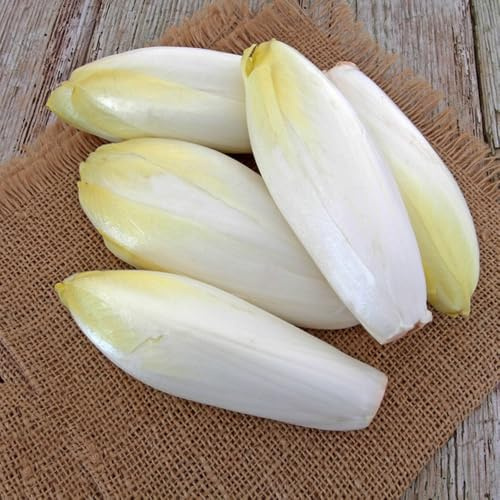 Semi di cicoria biologici, semi di radicchio Semi di Cichorium intybus, acquistare da orto invernale resistenti 250pcs