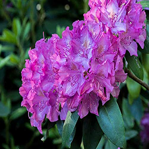 Posterazzi PDDUS39JEG0105 Large Pink Rhododendron Blossoms in a Garden Photo Print, 24 x 18, Multi