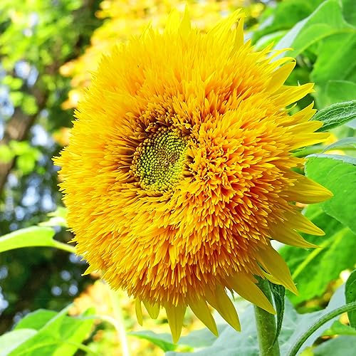 Giant Teddy Bear Sungold Double Sunflower Helianthus Flower Seeds - 25 Organic Untreated Seeds