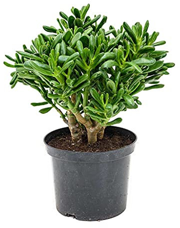 Crassula Gollum Planta de Jade Crassula Hobbit Suculenta Orejas de Shrek