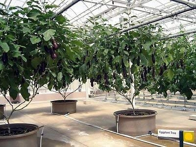 Raro e insolito Melanzana Albero »Albero (Gigante) Solanum melongena 7 semi freschi