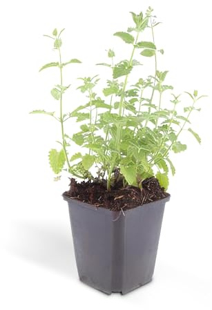Kattmynta – Nepeta faassenii 'Six Hills Giant' – lättskött perenn – 9 cm kruka – set med 20 växter