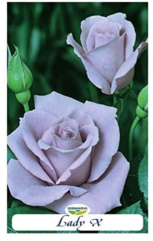 Rosal grandiflora color morado - Lady X en bolsa (en cepellón)