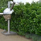 Gardline - Großblättriger Kirschlorbeer 40-60cm IM TOPF. 10-200 Lorbeerkirschen. Immergrün - 45 St. (ca. 11,5 Meter)