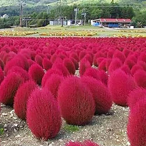 lamphle 100 Pz Kochia Scoparia Pianta Ornamentale Semi di Fiori Giardino Cortile Decorazione Bonsai Fiore Albero da Frutto Semi di Ortaggi Viola Kochia Scoparia