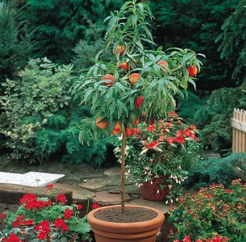 Pesca Noce Nano – Pianta da Frutto Autofertile H 110 cm, Ideale per Vaso, Balcone o Giardino – Fioritura Ornamentale e Frutti Dolci – FOTO REALI