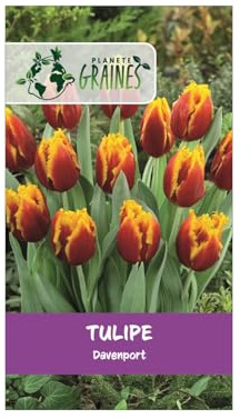10 Bulbes de Tulipe Frangée Davenport – Rouge Vif Scintillant Bordé d'Or – Effet Spectaculaire