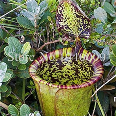 Fresh 50 pcs Nepenthes Jamban Flower Seeds for Seeds ing Mixed Color: Only Seeds