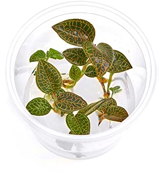 Juwelorchidee - Macodes Anoectochilus roxburghii Firebird - Zimmerpflanze - Terrariumpflanze - Pflanze für Flaschengarten - In Vitro Becher ohne Schädlinge - in Vitro Becher Ø 5,5cm - 2 Pflanzen