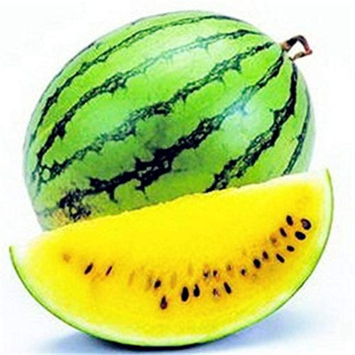 Benoon Semillas De Sandía, 1 Bolsa Semillas De Sandía Semillas De Frutas De Sandía De Color Mezclado Rústico Para Granja Amarillo Semillas de sandía